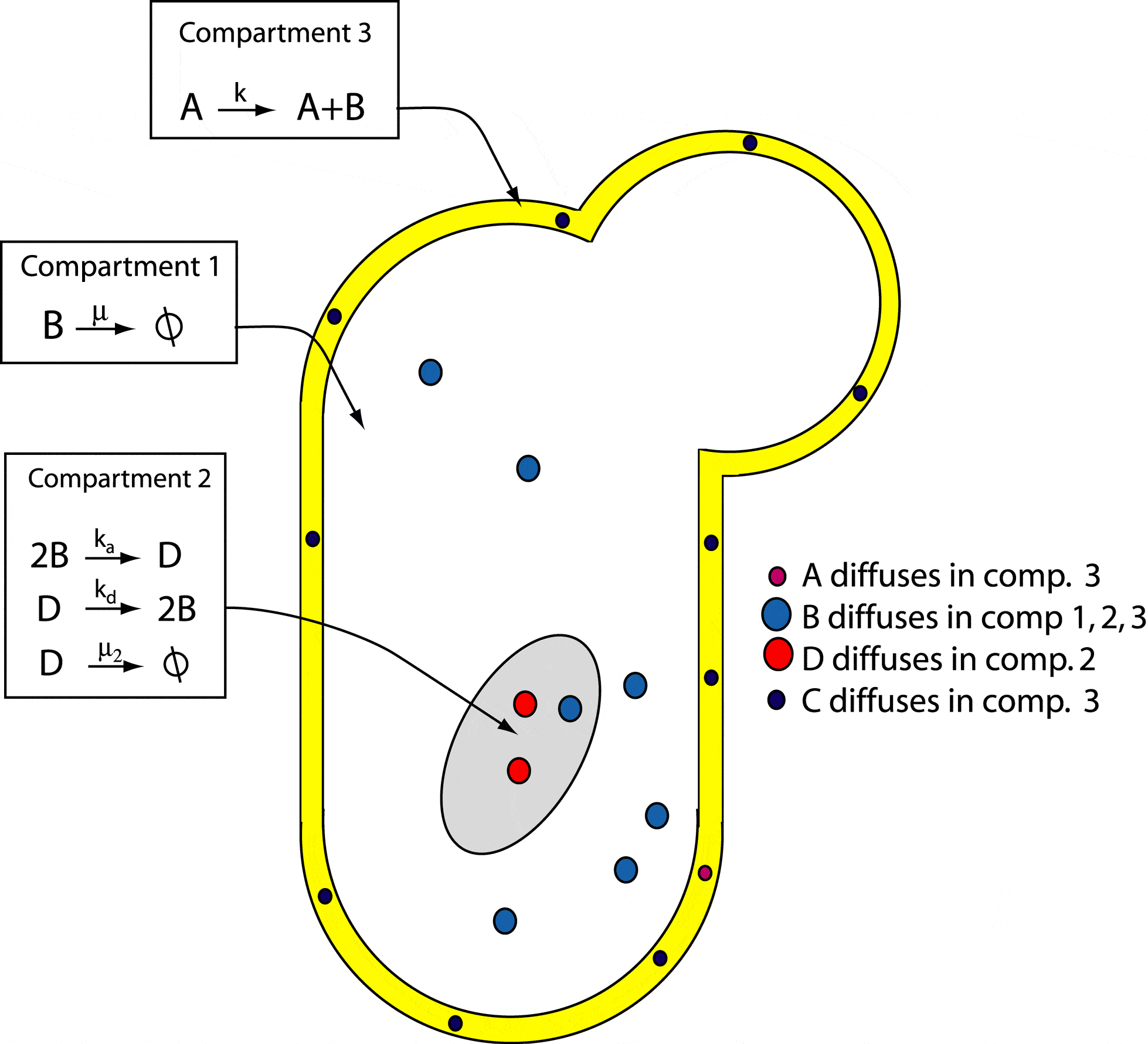 Example of a three compartment geometry.